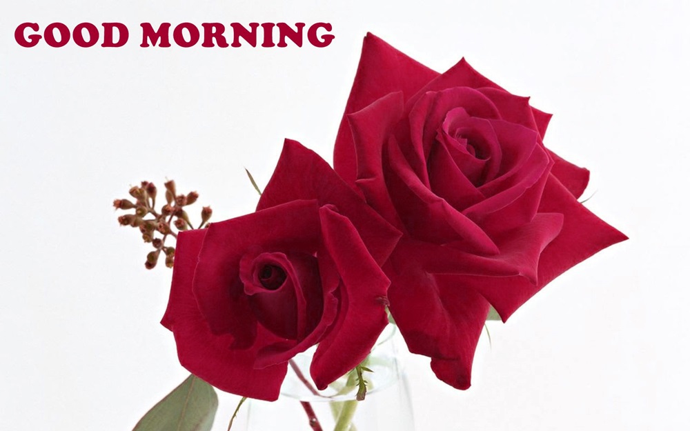 Good Morning Sweet Red Roses Hd Wallpaper Good Morning Wishes Of