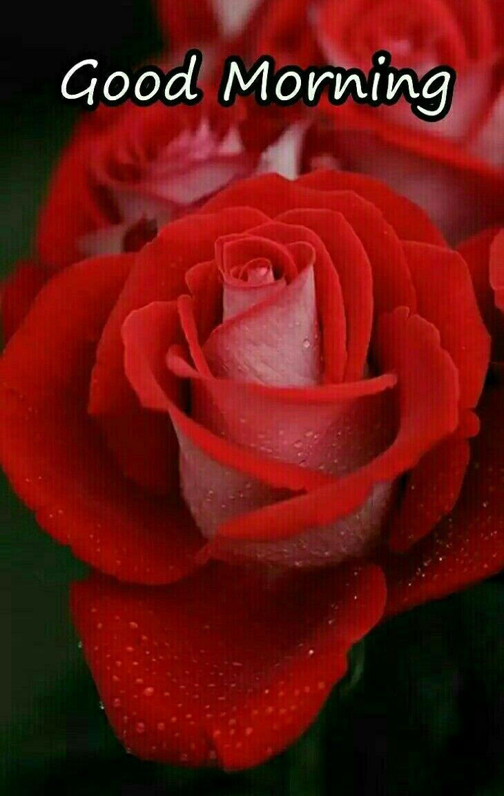 Good Evening Rose Wallpaper - Red Rose Good Morning , HD Wallpaper & Backgrounds