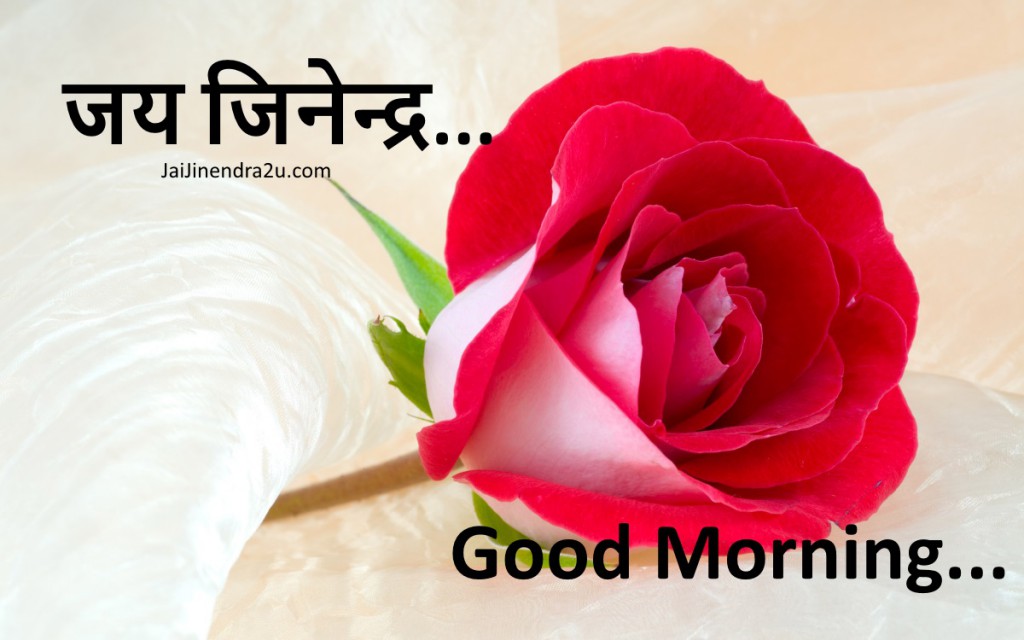 Good Morning Wallpaper With Rose Flower - Good Morning Jai Jinendra , HD Wallpaper & Backgrounds