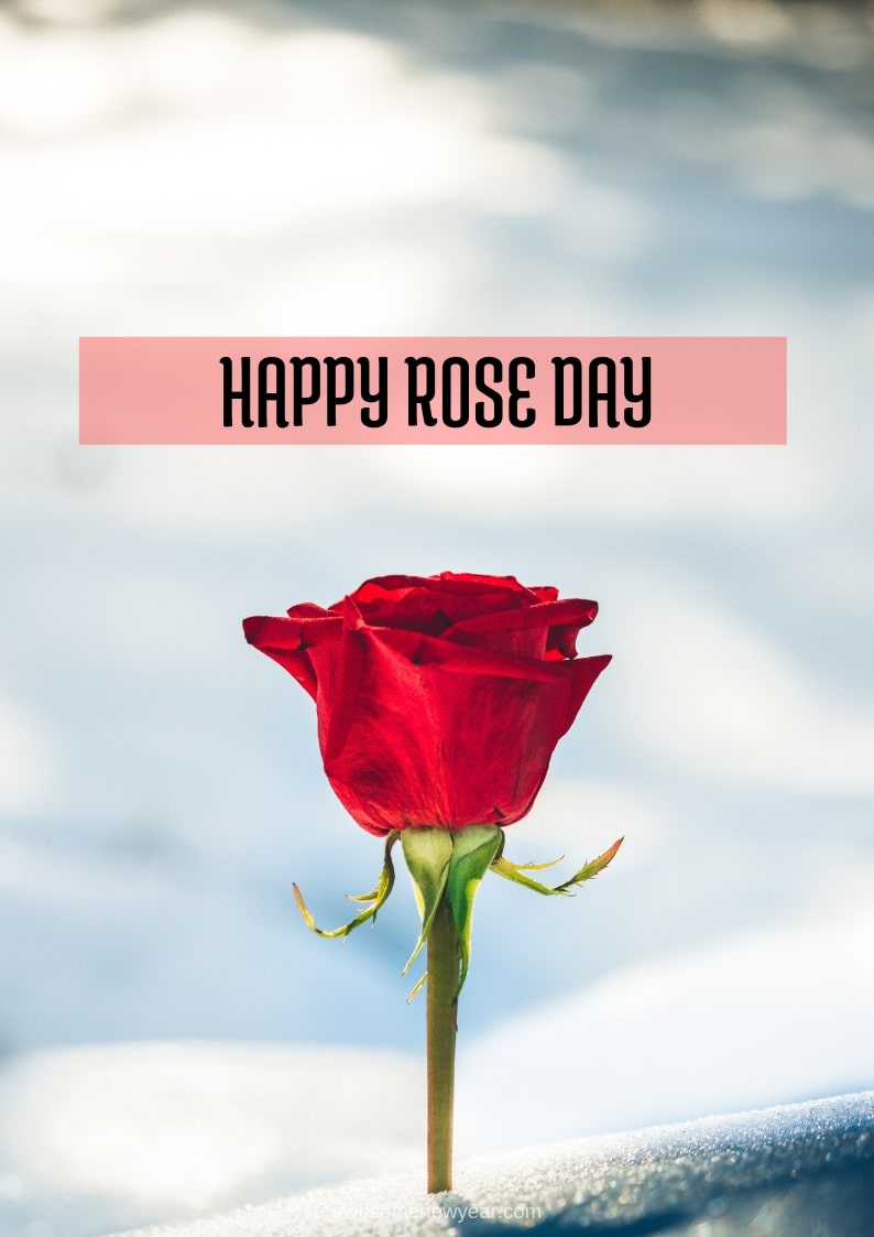 Happy Rose Day Wallpaper - Happy Rose Day Quotes For Husband , HD Wallpaper & Backgrounds