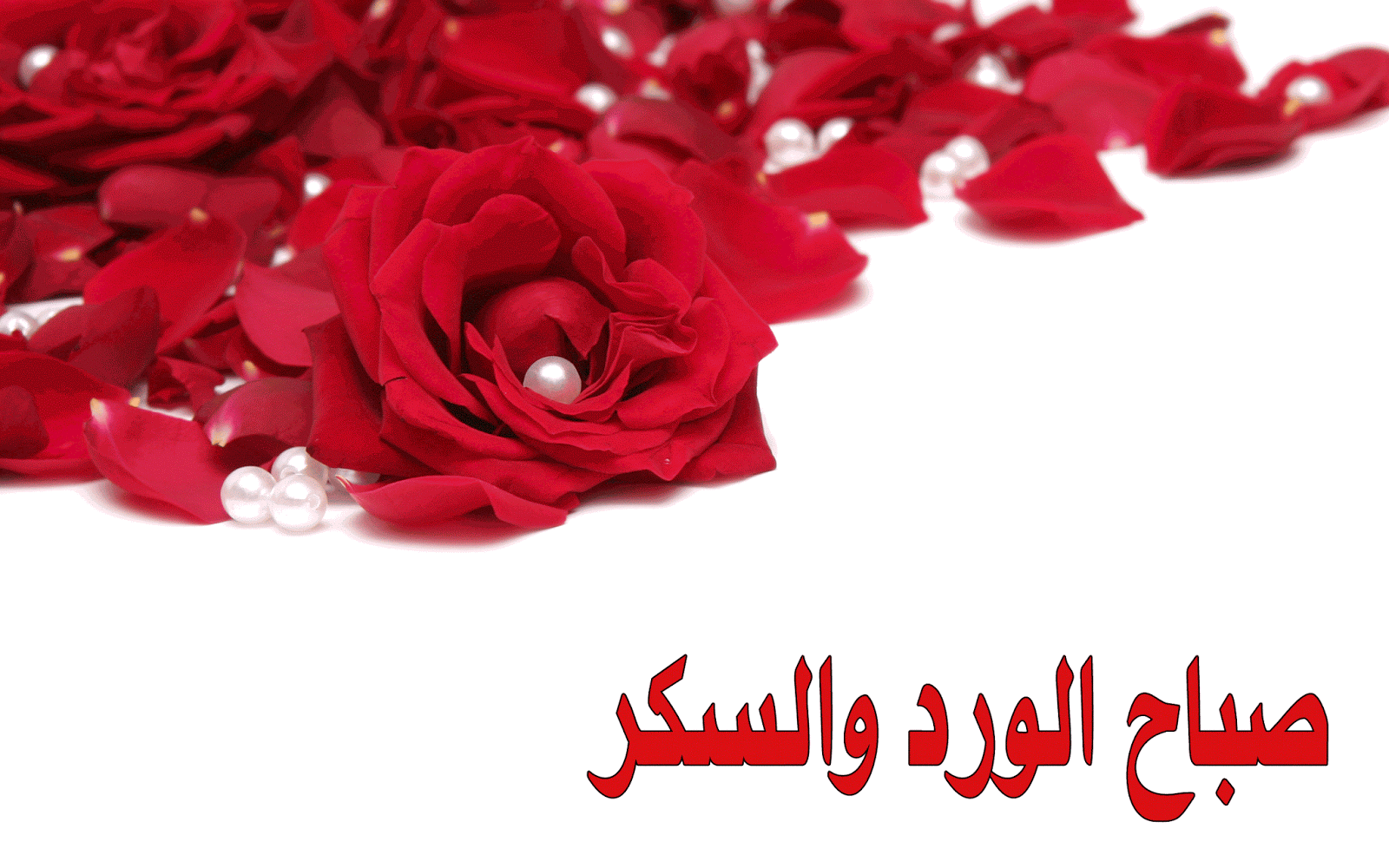Good Morning Gif Wallpaper Free Download - Red Roses On White Background , HD Wallpaper & Backgrounds