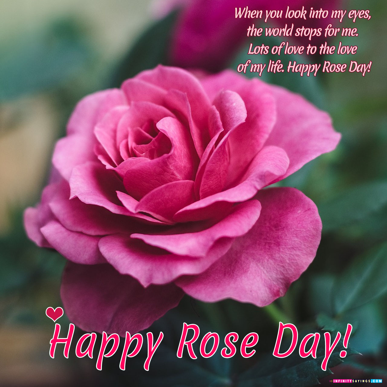 Happy Rose Day Greetings 2019 Ecards Wishes Status - Beautiful Profile Picture For Whatsapp , HD Wallpaper & Backgrounds
