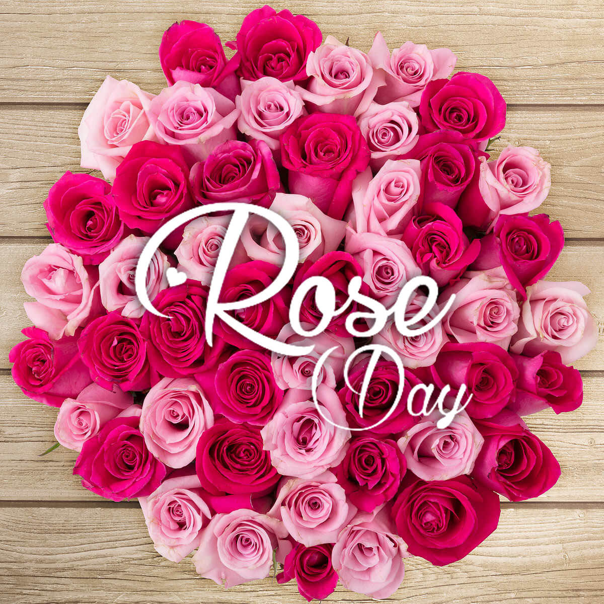 Happy Rose Day Pink Flower Love Wishes Greetings Image - Happy Rose Day Hd , HD Wallpaper & Backgrounds