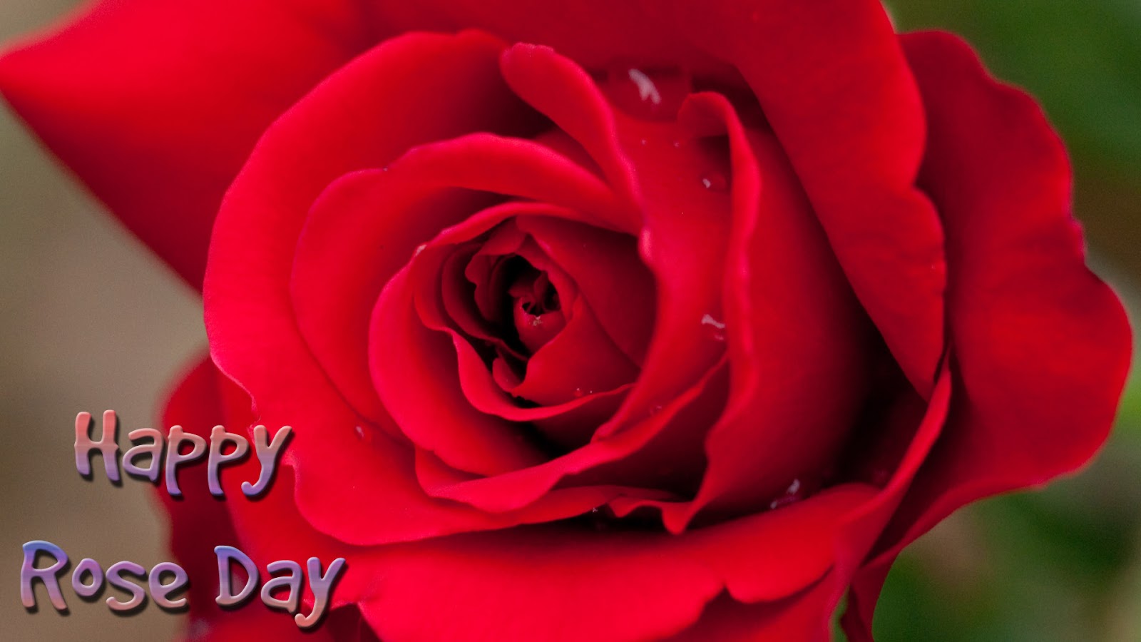 Red Rose Greeting Wallpaper For Rose Day - Really Do Love You , HD Wallpaper & Backgrounds