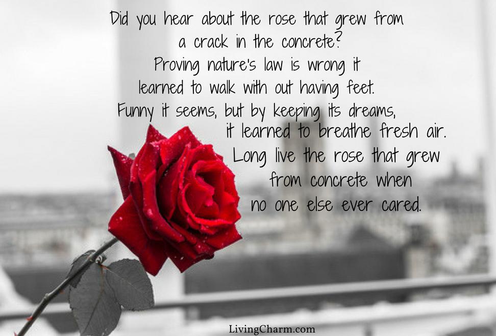 Rose Day 2019 Quotes Wishes Messages Sms - Rose That Grew From Concrete , HD Wallpaper & Backgrounds