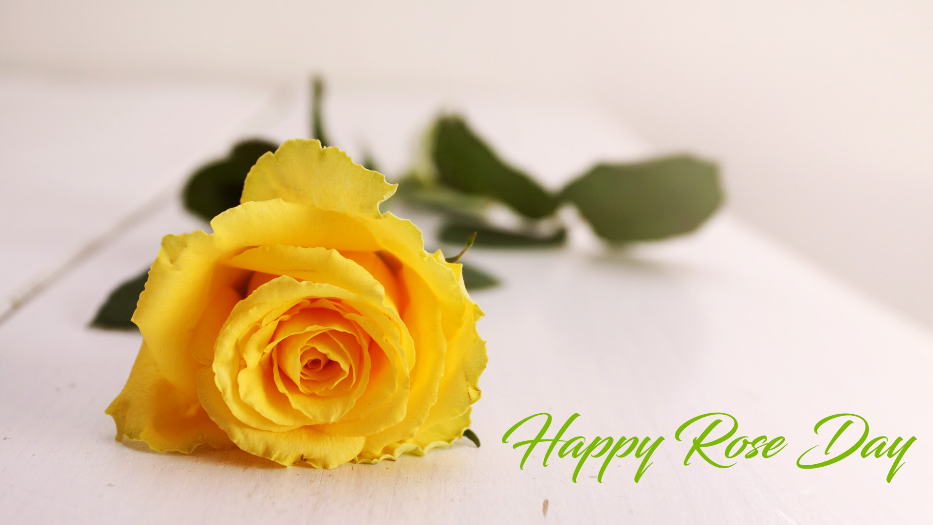 Yellow Rose Day Images For Friendship - Yellow Rose Love Quotes , HD Wallpaper & Backgrounds