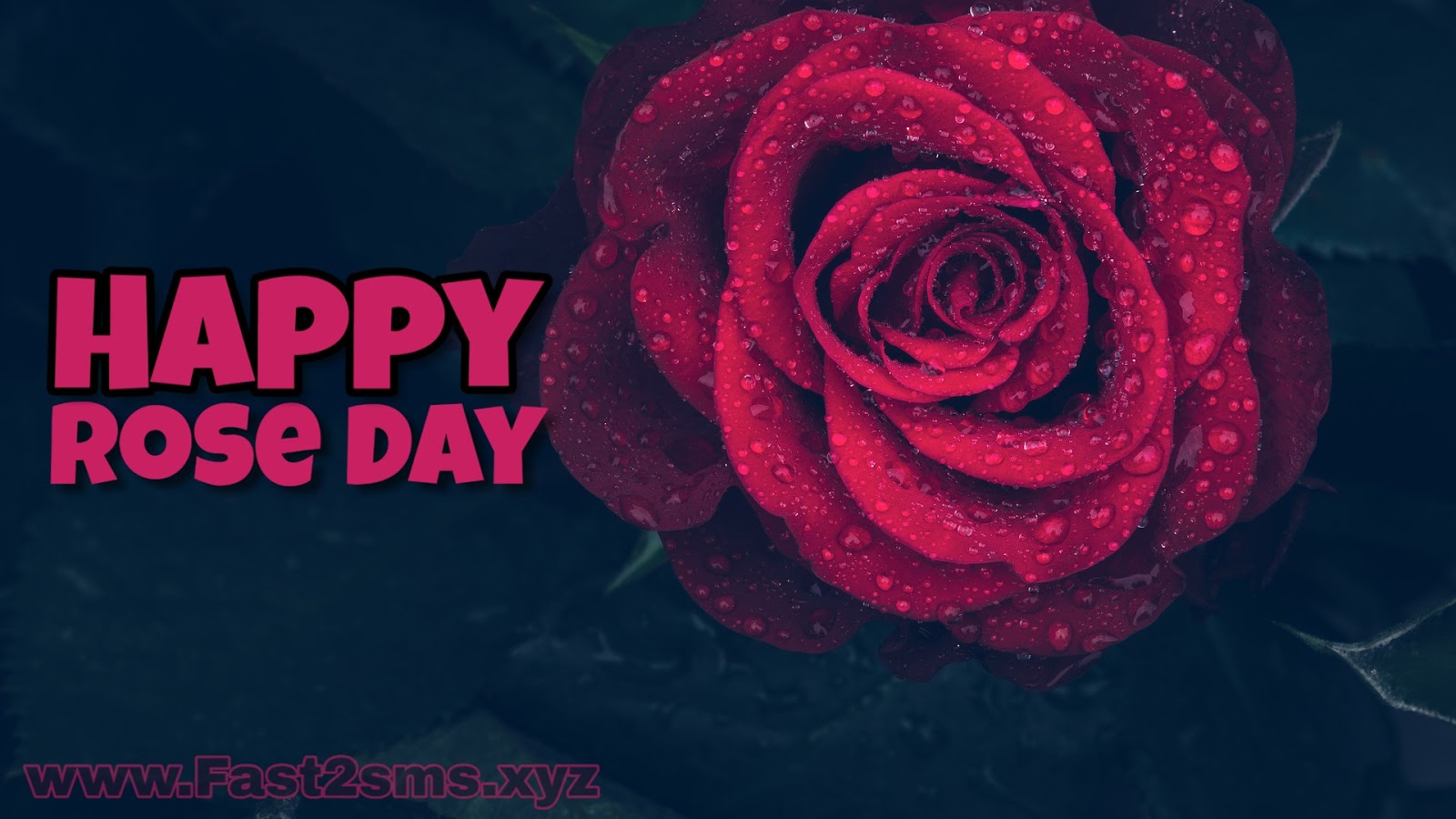 Rose Day Images By Fast2sms - Garden Roses , HD Wallpaper & Backgrounds
