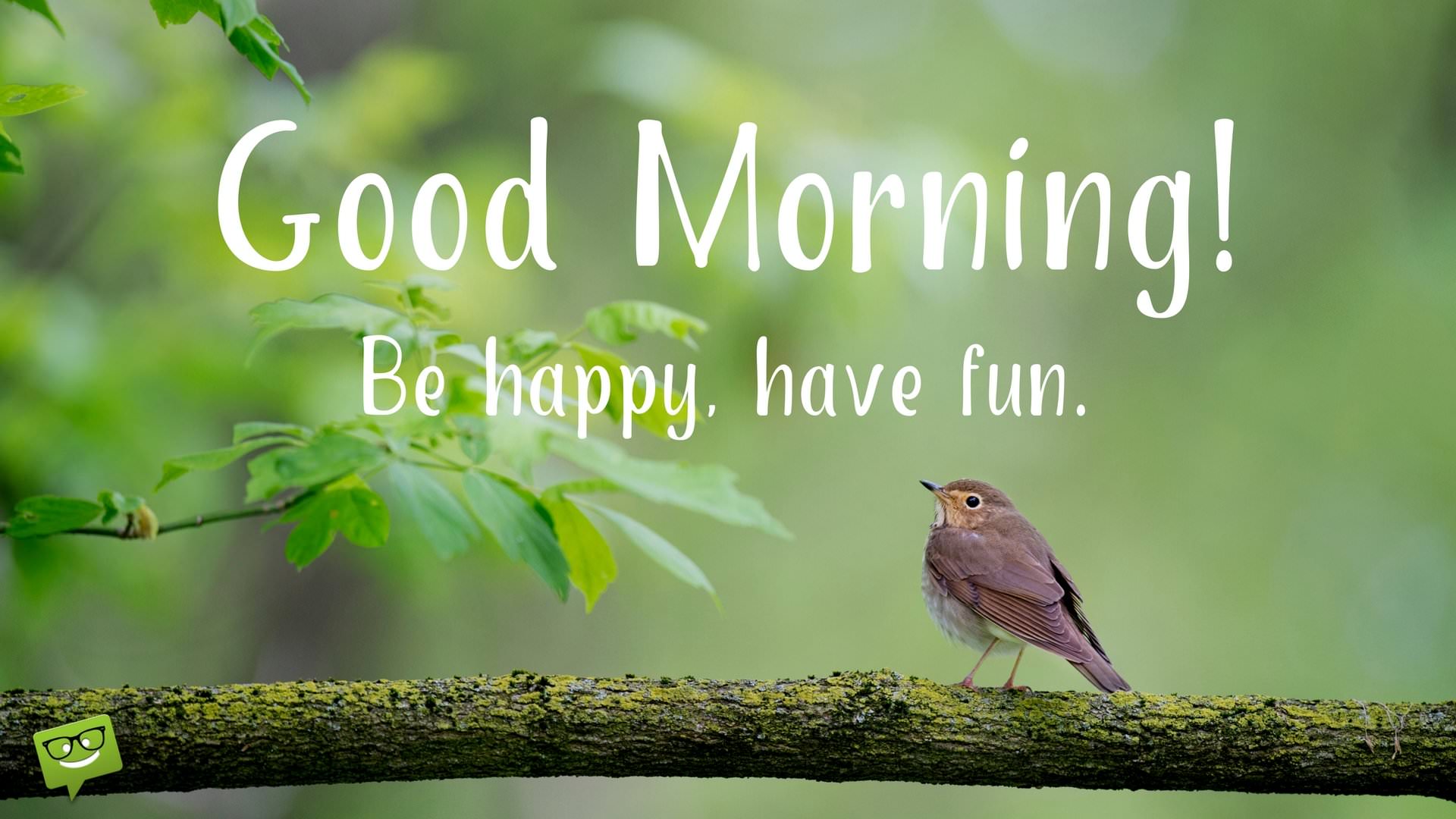 Be Happy, Have Fun - Good Morning Bird Hd , HD Wallpaper & Backgrounds