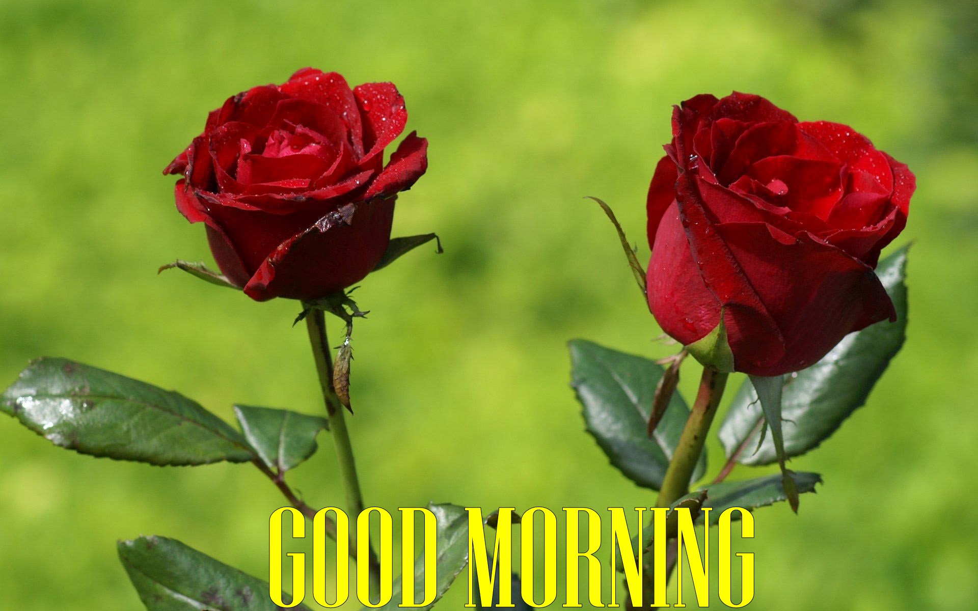 Good Morning Red Roses Hd Wallpapers - ليلة جمعة مباركة بالصلاة على محمد وال محمد , HD Wallpaper & Backgrounds