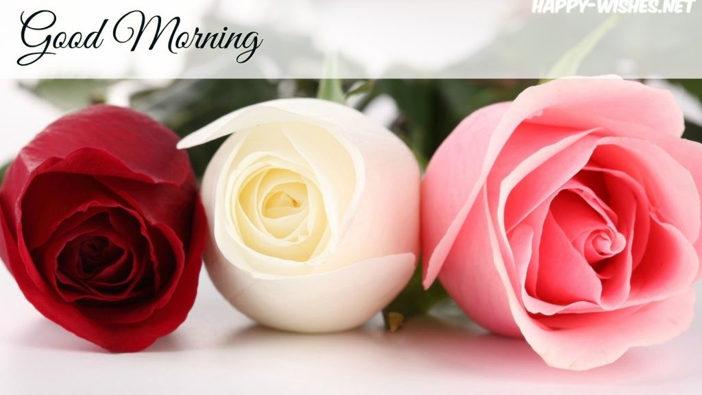 Good Morning Wishes Wallpaper - Rose With Good Morning , HD Wallpaper & Backgrounds