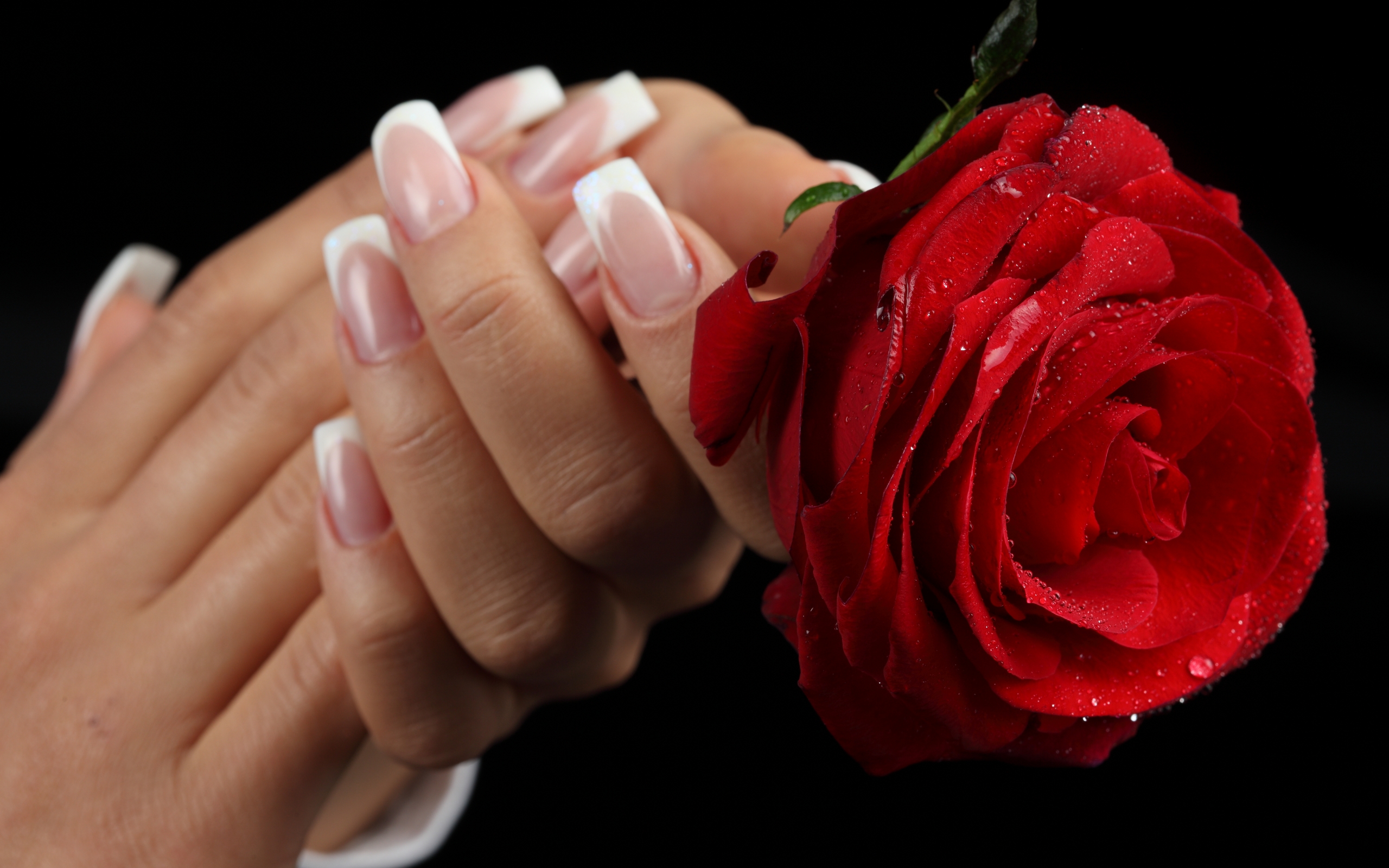 Top Red Flower Rose In Hand Free Wallpaper - 3d Good Morning Rose , HD Wallpaper & Backgrounds