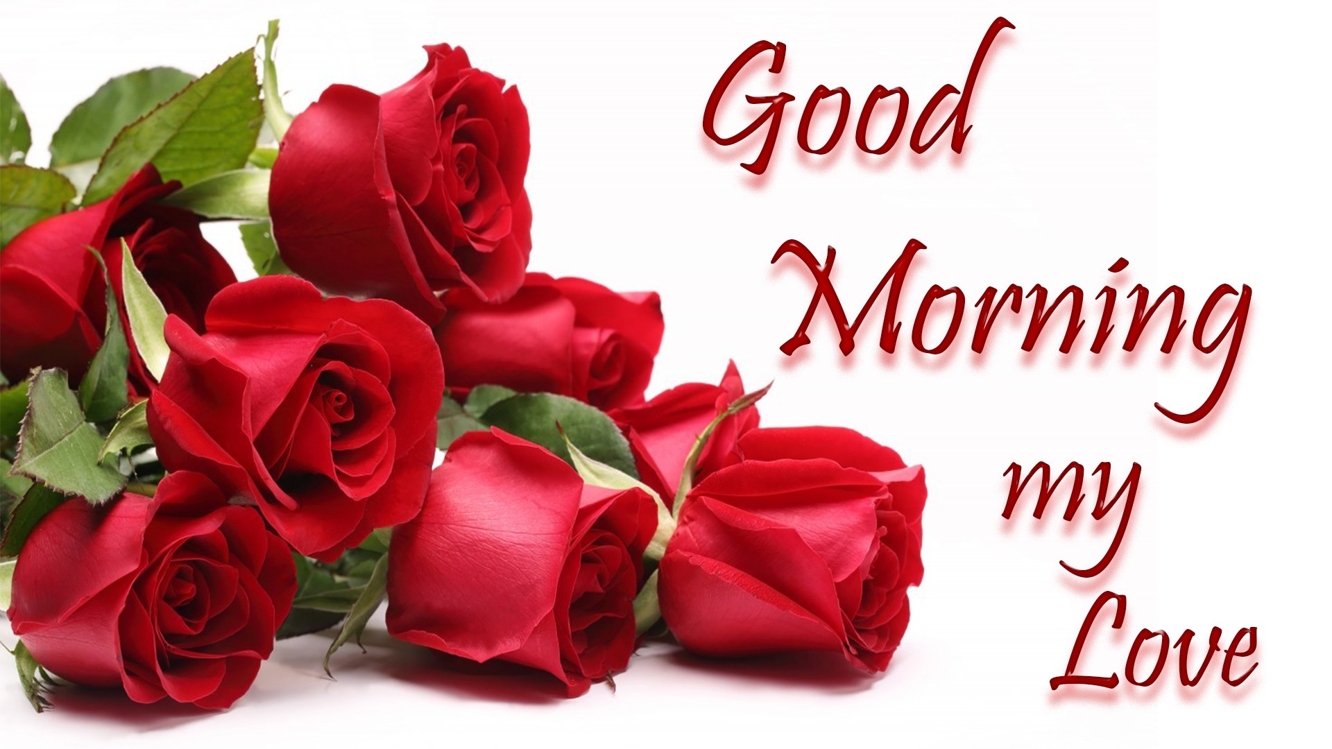 Good Morning My Love Images & Hd Pictures - Good Morning Rose For My Love , HD Wallpaper & Backgrounds
