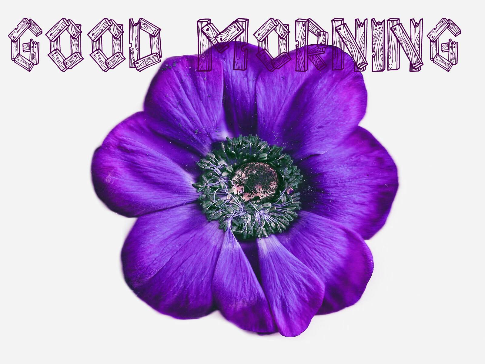 Good Morning Beautiful Flower Wallpaper Wallpaperk - Latest Good Morning Images Beautiful Flowers , HD Wallpaper & Backgrounds