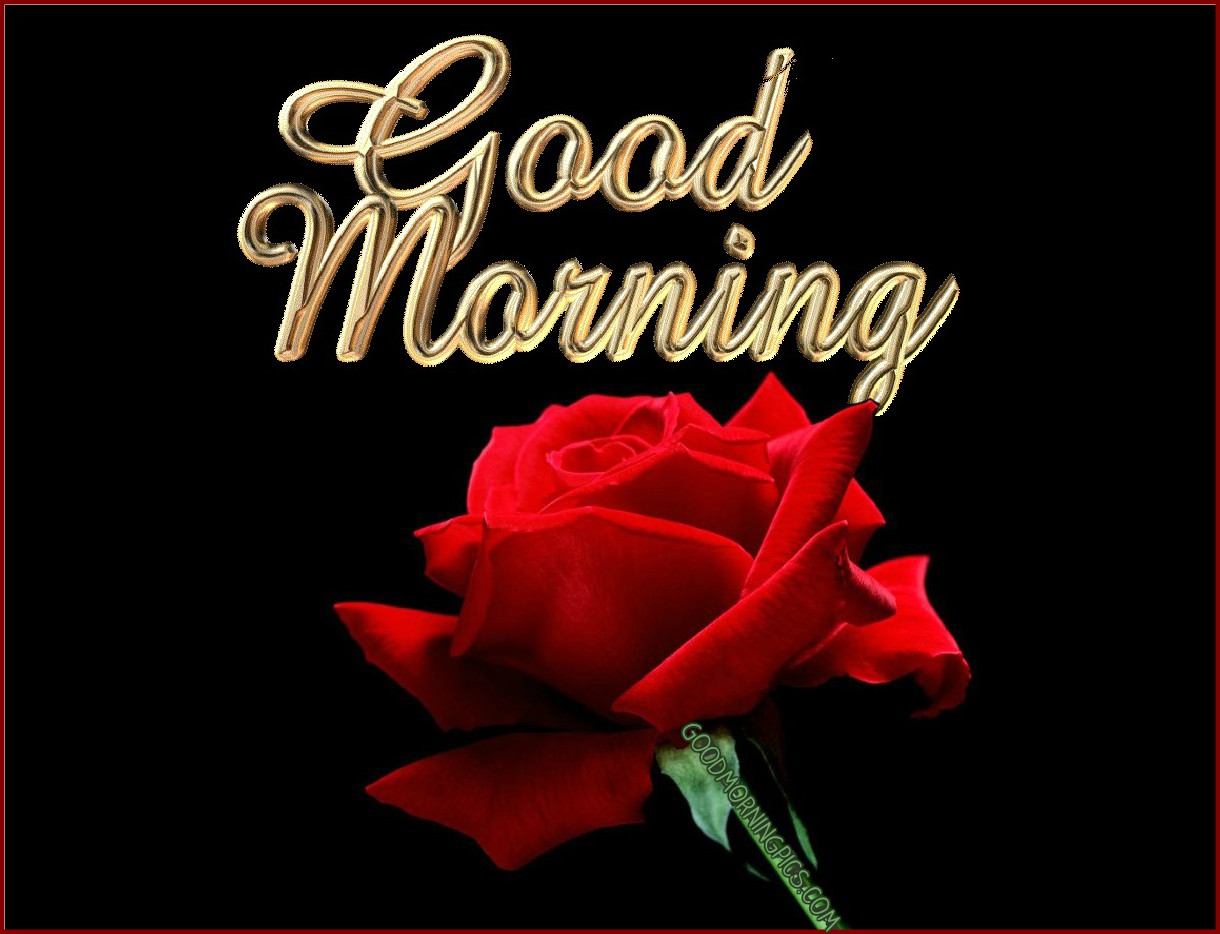 Red Rose Good Morning Wallpaper - Good Morning Image Lovers , HD Wallpaper & Backgrounds