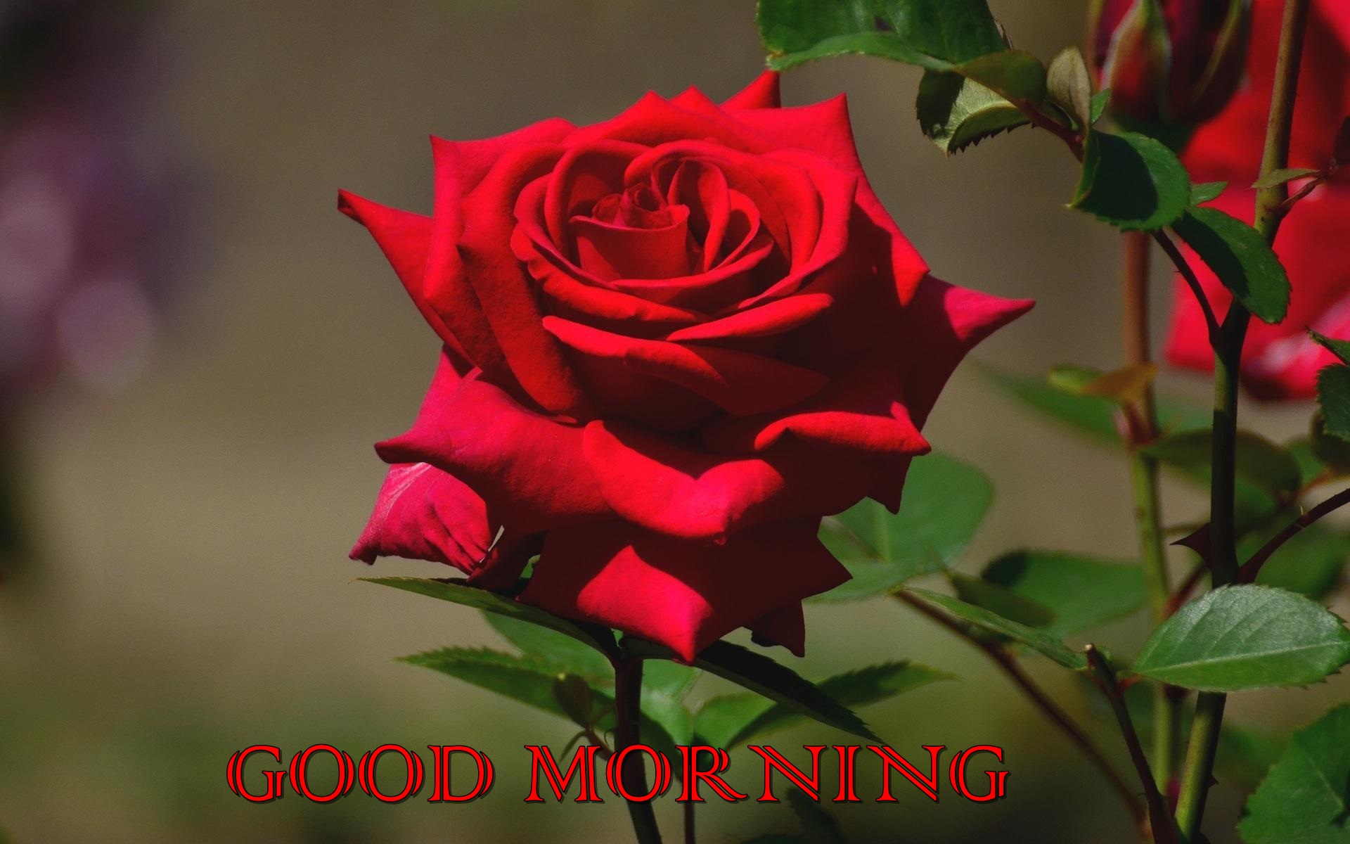 Good Morning Red Rose Quotes Hd Wallpapers - Beautiful Rose Full Hd , HD Wallpaper & Backgrounds