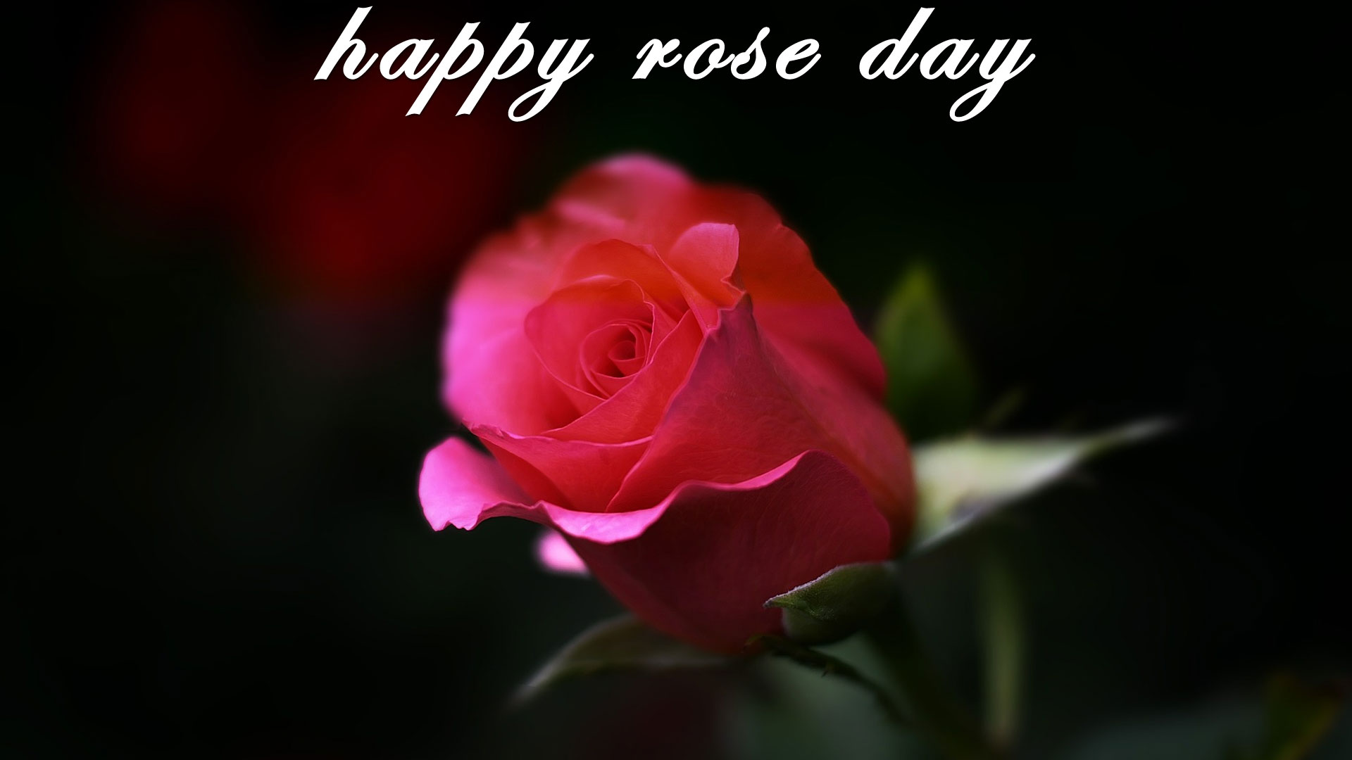 Happy Rose Day Wallpaper - Kata Mutiara Tentang Bunga , HD Wallpaper & Backgrounds
