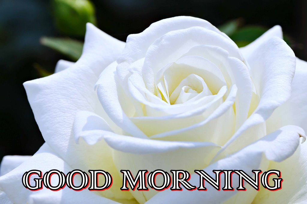 Good Morning White Rose Flower Hd Wallpaper - Good Morning Rose Flower , HD Wallpaper & Backgrounds