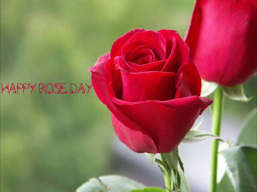 Happy Rose Day Wallpaper - Red Rose Love Wallpaper Hd , HD Wallpaper & Backgrounds