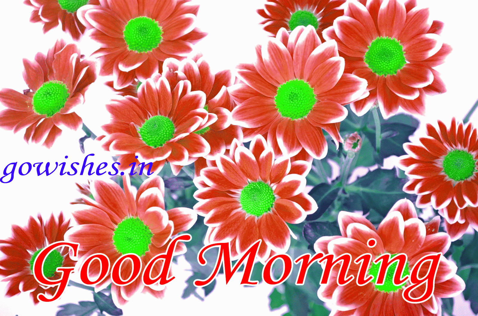 New Good Morning Gif - Name Of Flower In Arabic , HD Wallpaper & Backgrounds