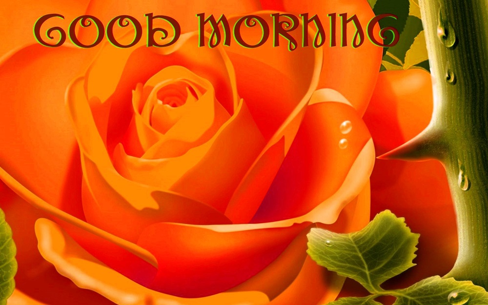 Good Morning Orange Rose Hd Wallpaper - Yellow Rose Good Morning , HD Wallpaper & Backgrounds