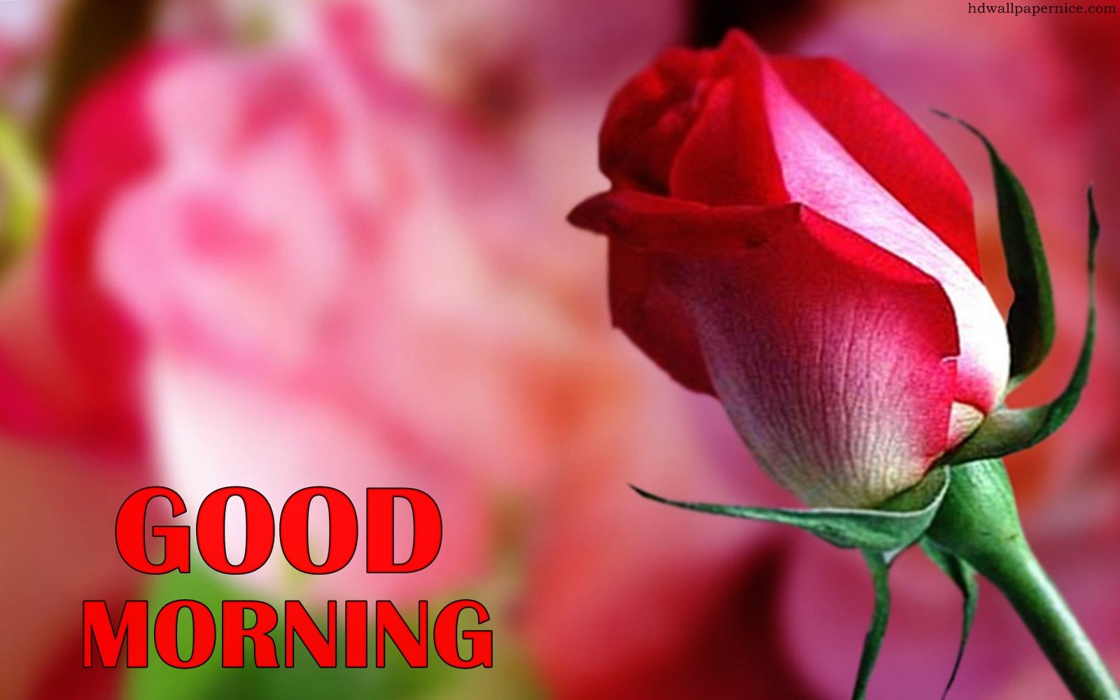 Good Morning Flowers Wallpaper Hd Flowers Healthy Rose - Hybrid Tea Rose , HD Wallpaper & Backgrounds