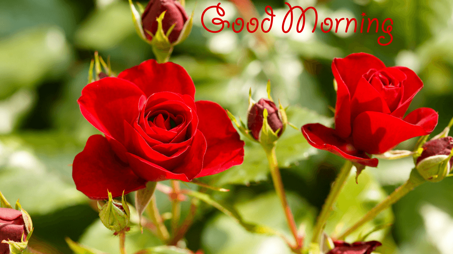 Good Morning Red Rose Wallpaper Free Download - Garden Roses , HD Wallpaper & Backgrounds