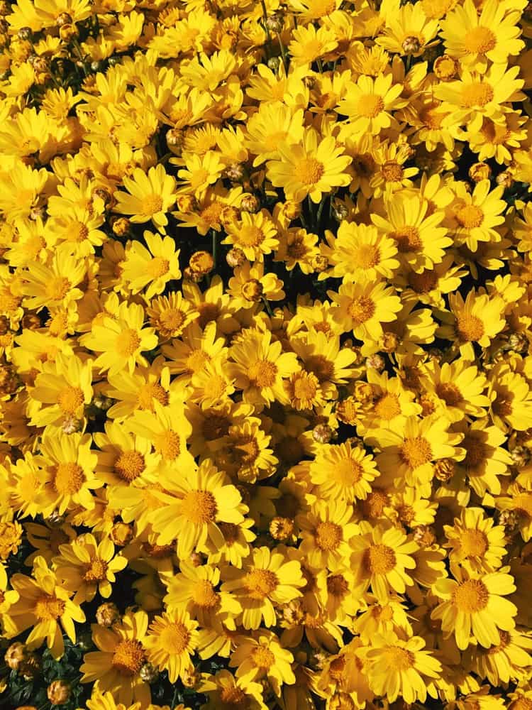 Yellow Aesthetic 177589 Hd Wallpaper Backgrounds Download Yellow Aesthetic 177589 Hd Wallpaper Backgrounds Download