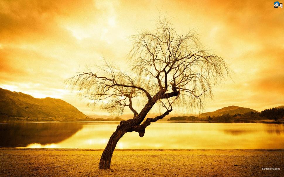 Silent Wallpaper - Tree Images Full Hd , HD Wallpaper & Backgrounds
