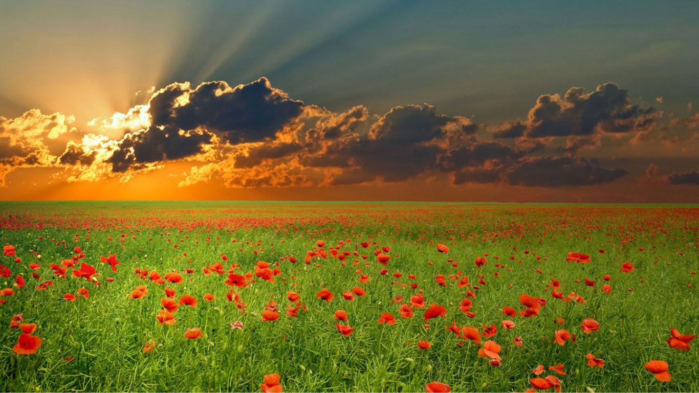 Sunset Flower Nature Cloud Sky Field Fields Pictures - Musica Relax , HD Wallpaper & Backgrounds