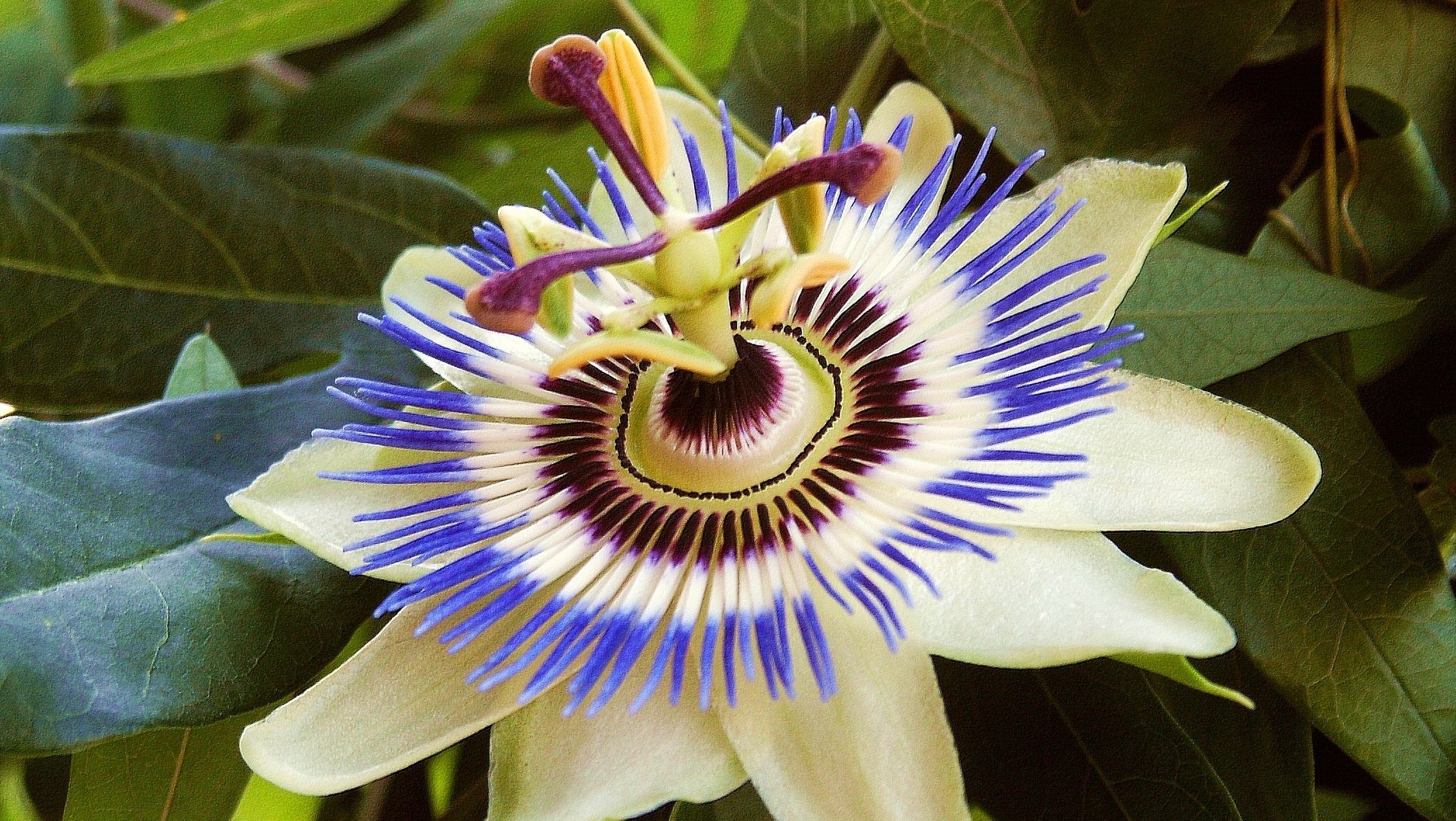 Passion Flower Wallpaper - Free Passion Flower , HD Wallpaper & Backgrounds