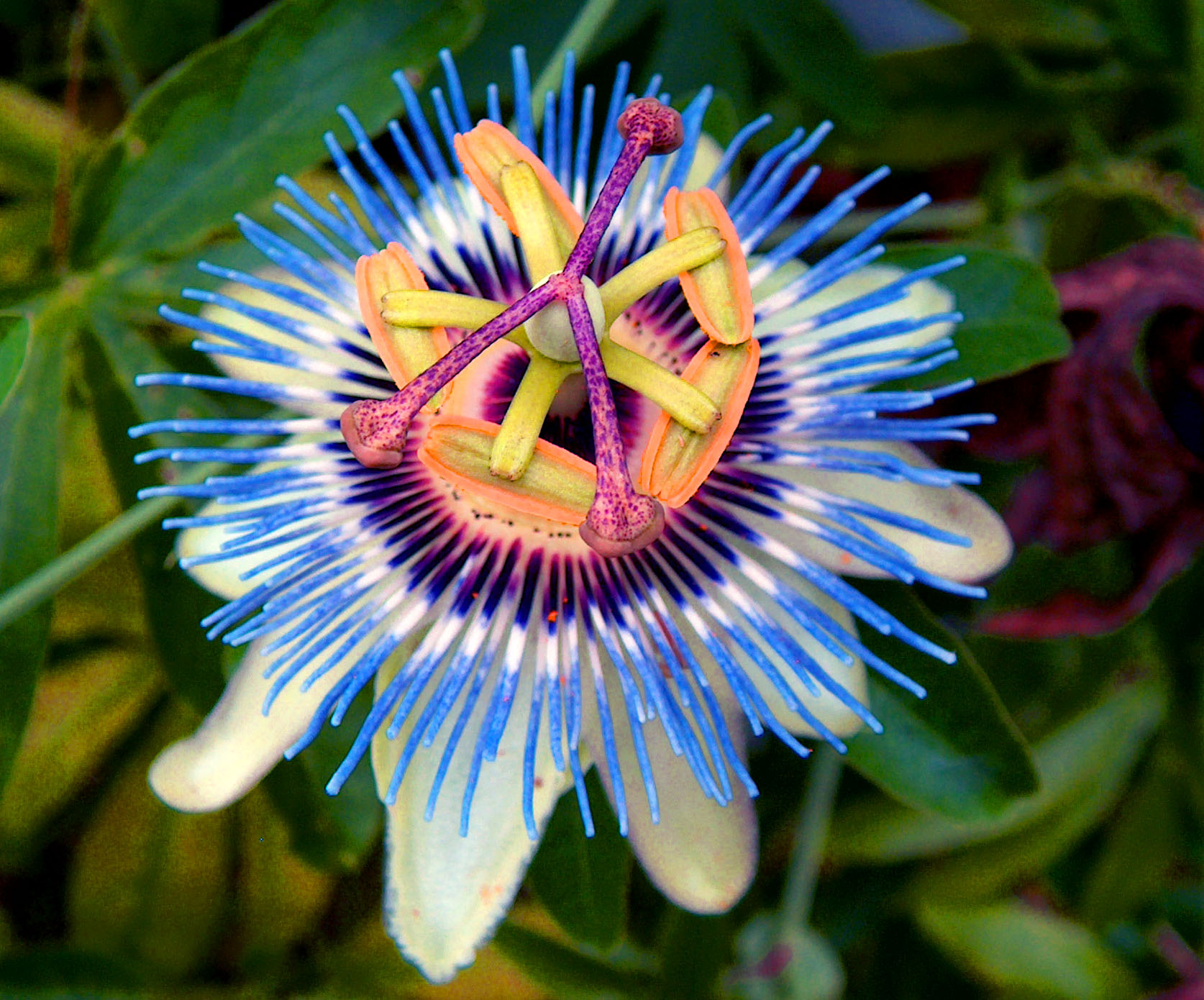 Passion Flower , HD Wallpaper & Backgrounds