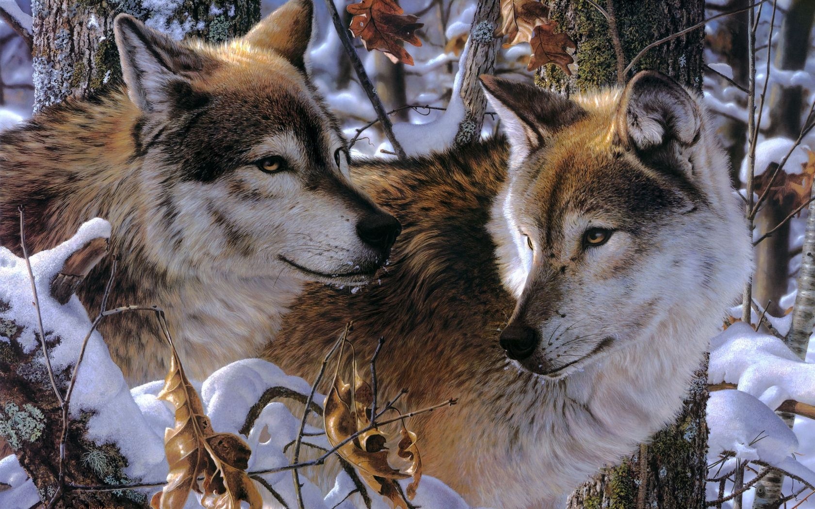 Wallpaper Wolves, Couple, Predators, Loyalty, Affection - Wolf Couple Affection , HD Wallpaper & Backgrounds