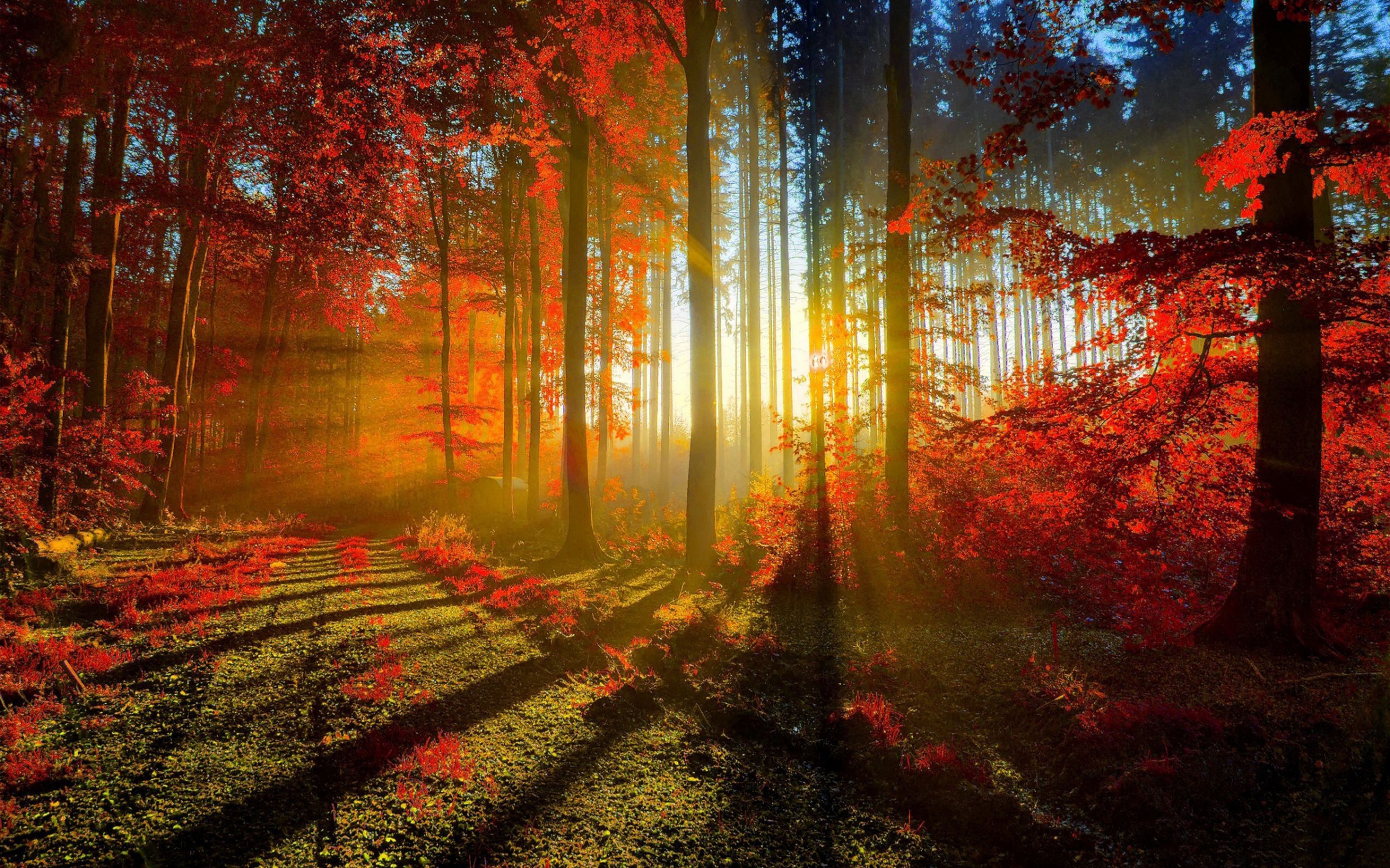 Nature Forêt Rouge Routes De Soleil Feuilles Autunm - Red Forest , HD Wallpaper & Backgrounds