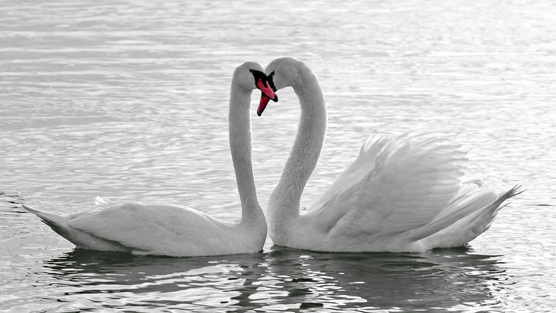 Swans, Couple, Loyalty - Lifespan Of Swan , HD Wallpaper & Backgrounds