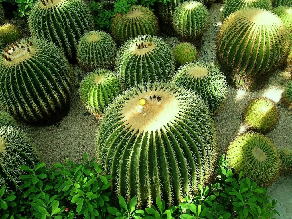 Cacti Sun Cactus Sunlight Spines Plants Green Desert - Cactus Full Hd , HD Wallpaper & Backgrounds