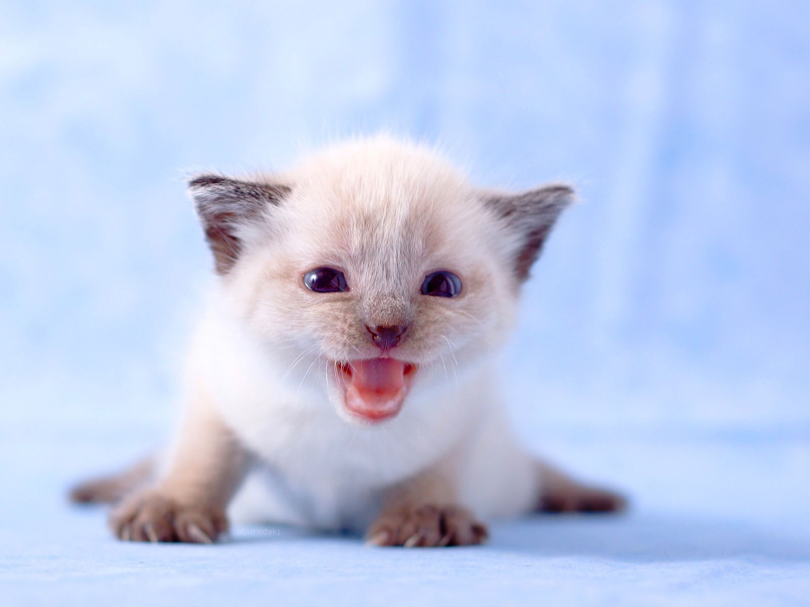 Newborn Cat Wallpaper - Funny Meme Cute Kitten , HD Wallpaper & Backgrounds