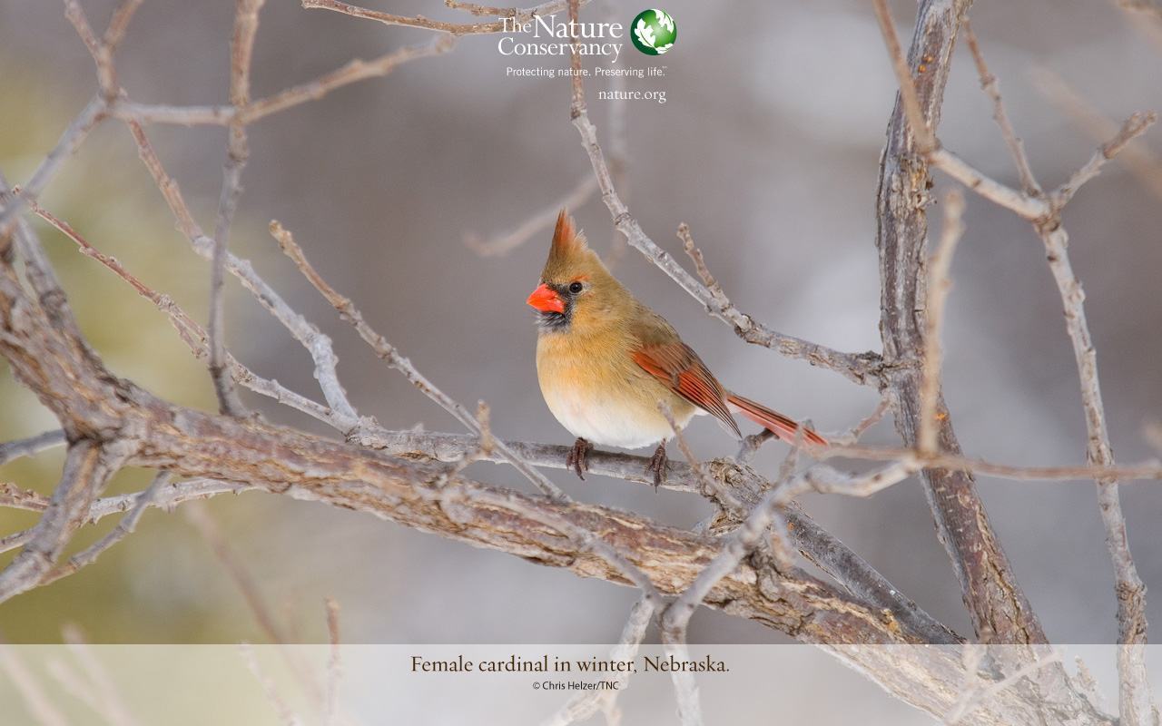 Late Winter Early Spring Wallpaper - Cardinal Birds In Tree , HD Wallpaper & Backgrounds