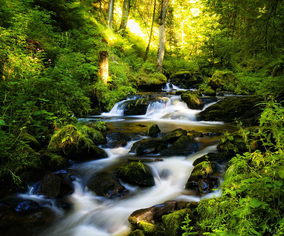 River Flowing In Forest , HD Wallpaper & Backgrounds