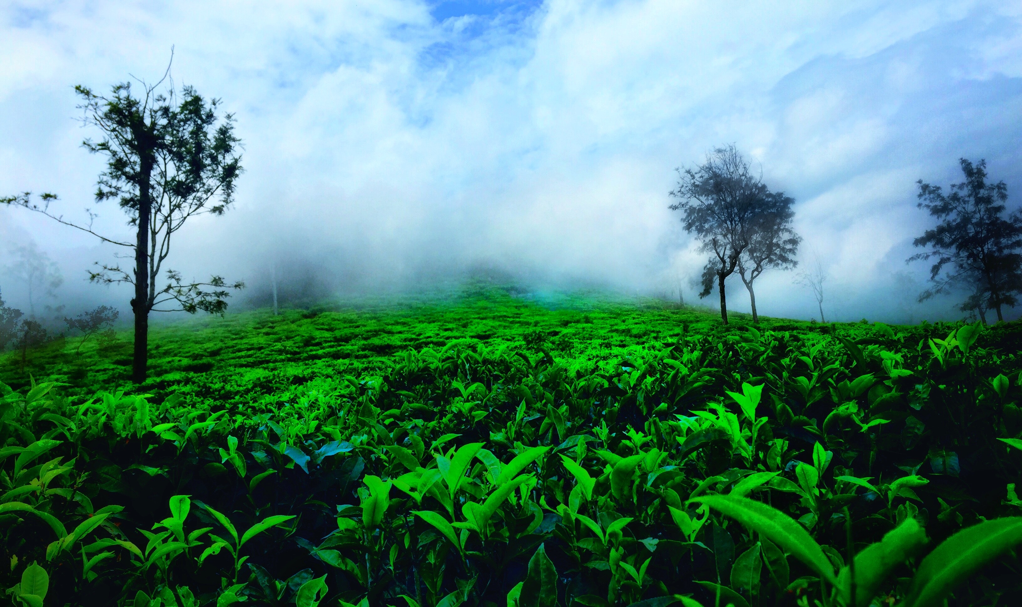 Ooty Nature , HD Wallpaper & Backgrounds