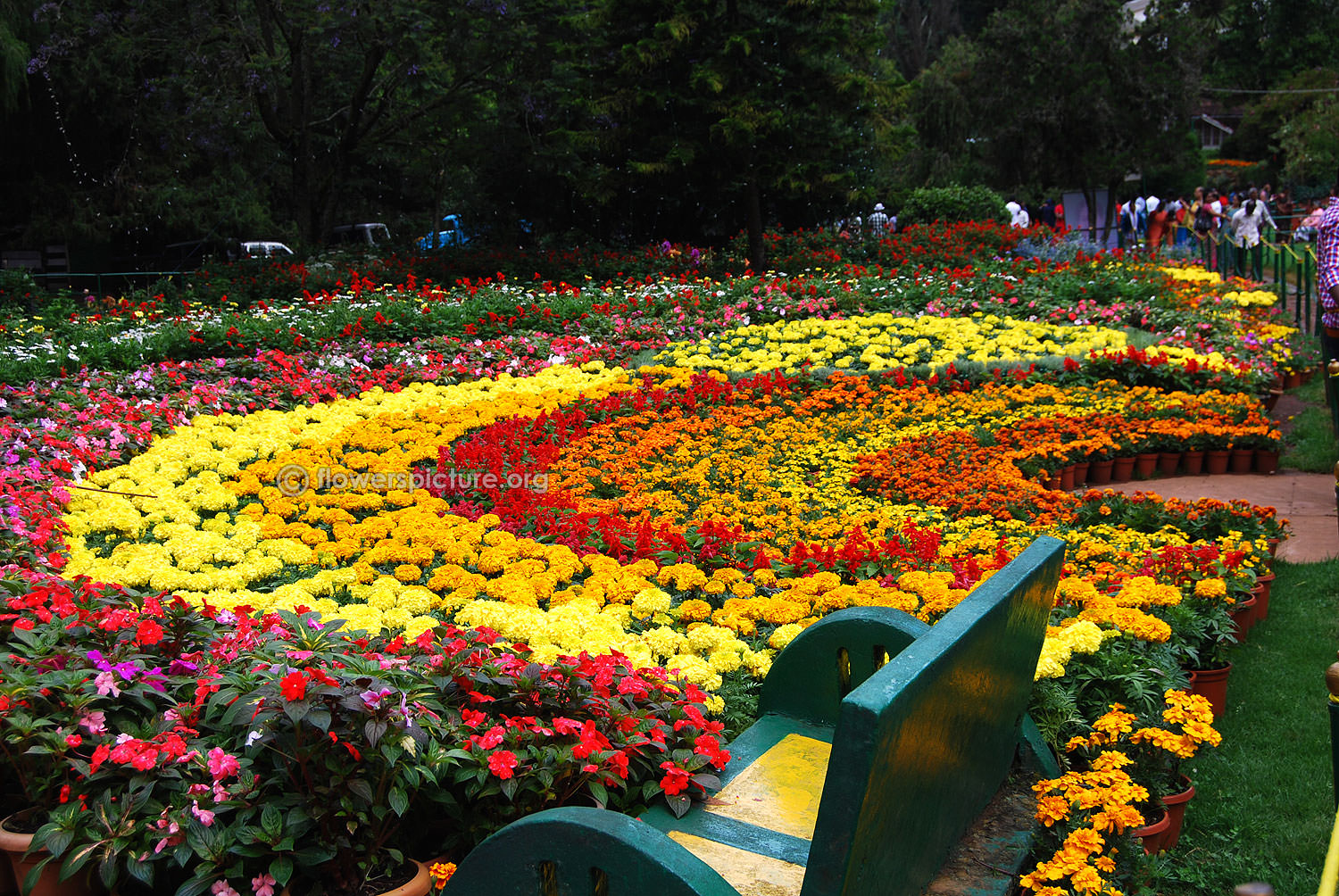 Ooty Flower Show 2015 Photos Gallery - Botanical Garden Ooty Flower Show , HD Wallpaper & Backgrounds
