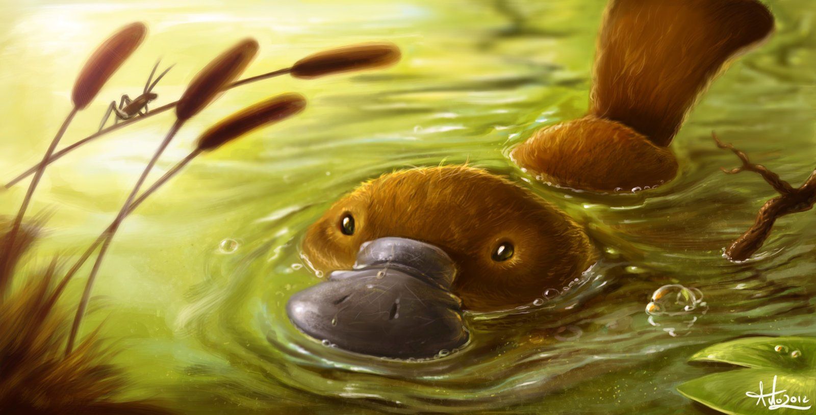 12 Platypus Hd Wallpapers - Platypus Background , HD Wallpaper & Backgrounds