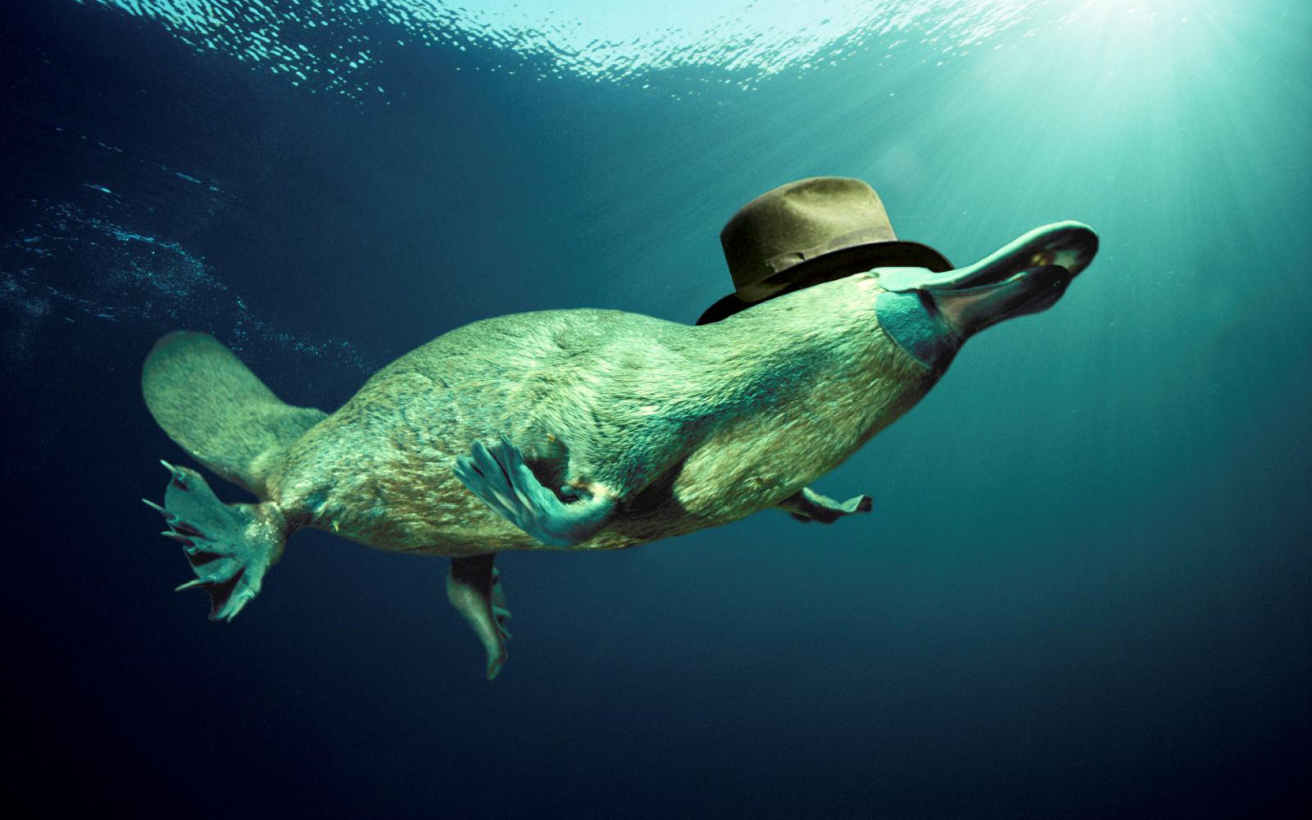 Hd Wallpaper - Platypus With A Hat , HD Wallpaper & Backgrounds