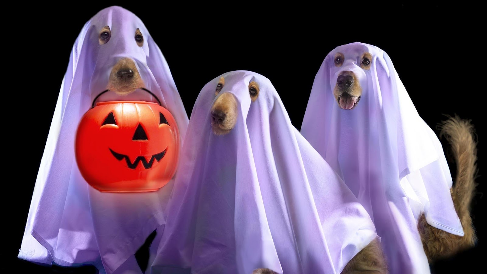 Funny Dogs In Halloween Wallpaper - Halloween Wallpaper Funny , HD Wallpaper & Backgrounds
