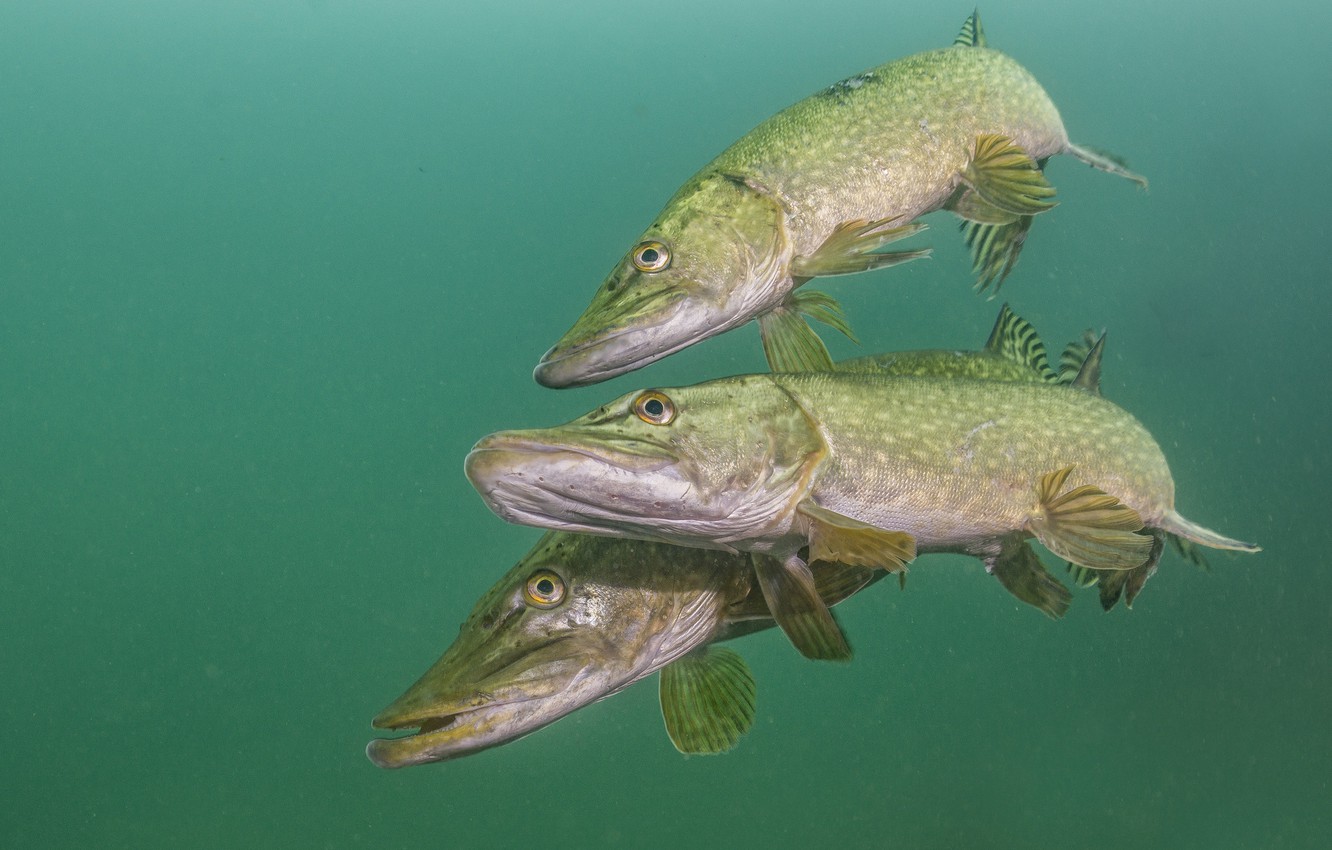 Photo Wallpaper Water, Fish, Pike, Pike - Fish Pike , HD Wallpaper & Backgrounds