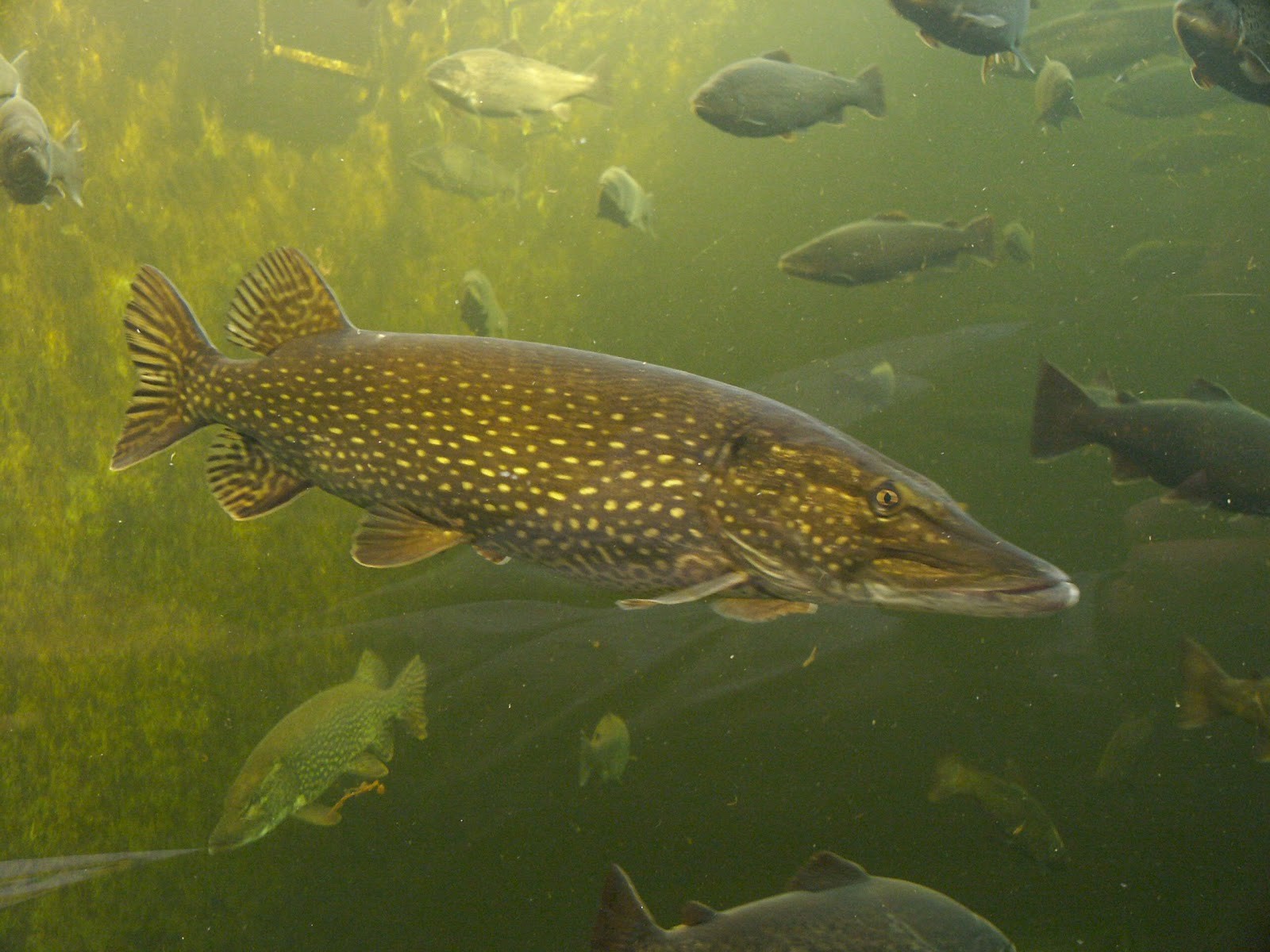 Pike Fish Fish Wallpaper And Background Jpg 322 Kb - Northern Pike In Water , HD Wallpaper & Backgrounds
