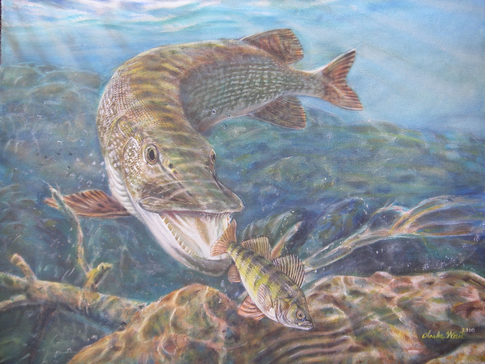 Pike Fishing , HD Wallpaper & Backgrounds