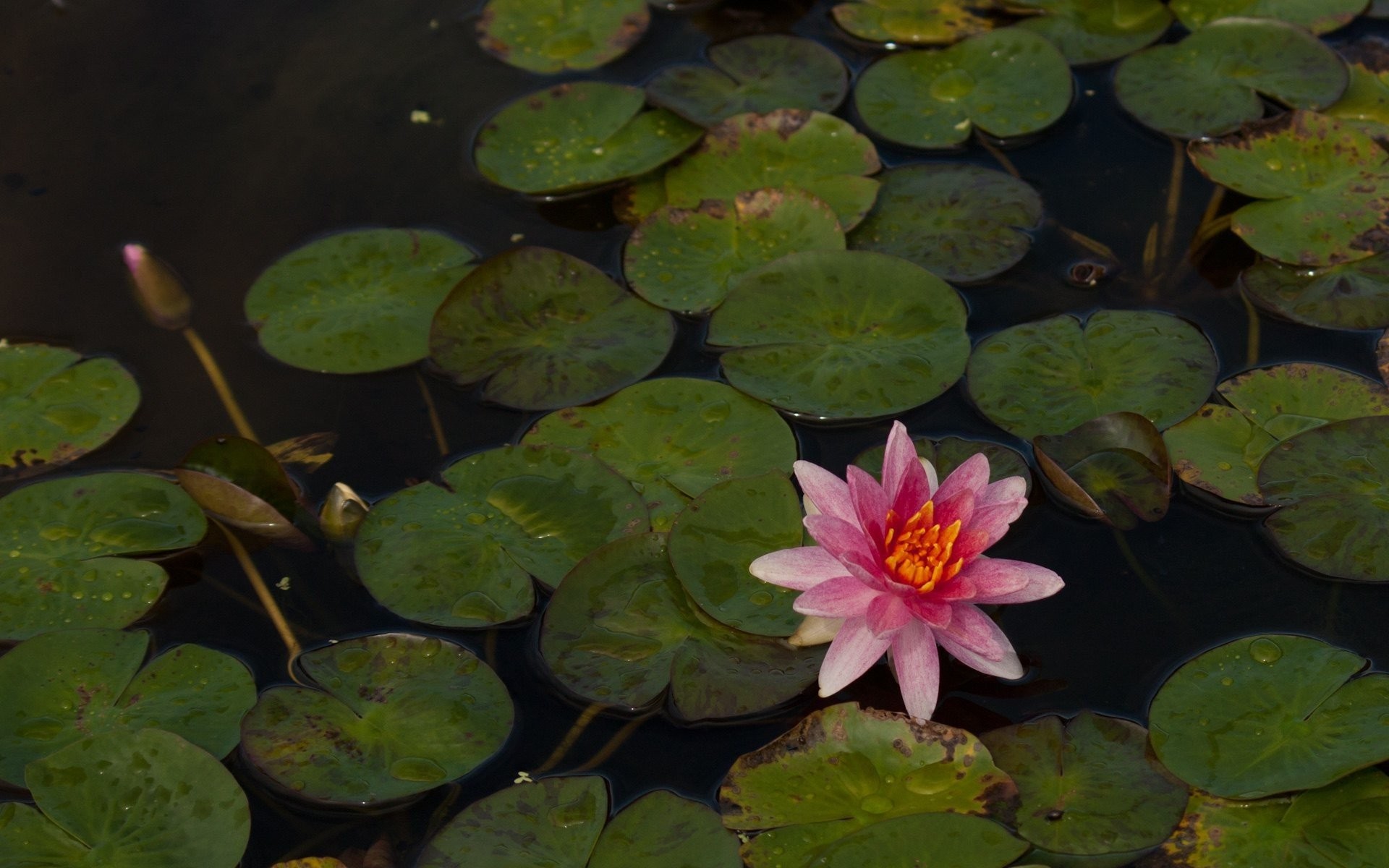 Res - 2560x1600, - Sacred Lotus , HD Wallpaper & Backgrounds