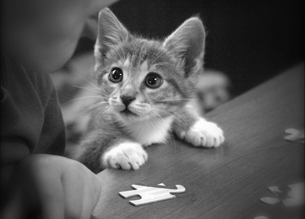 Cutie Feline Pie Cute Cat Black Sweet Grey Adorable - Quotes On Puzzle , HD Wallpaper & Backgrounds
