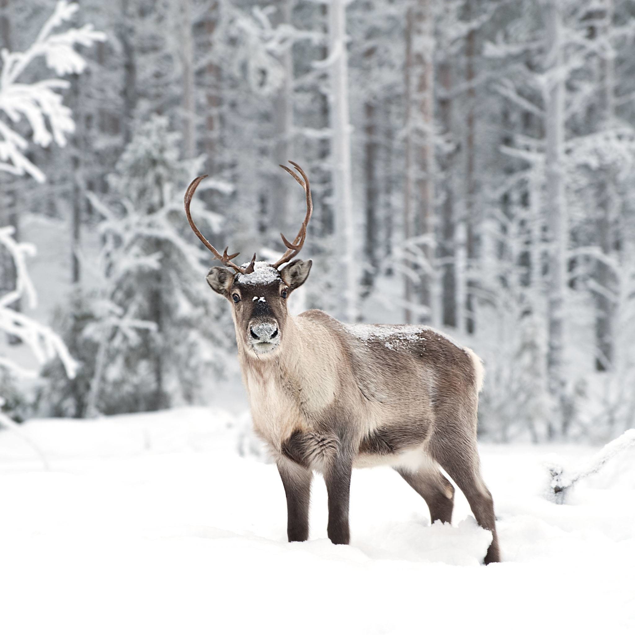 Reindeer Wallpapers - Winter Reindeer , HD Wallpaper & Backgrounds