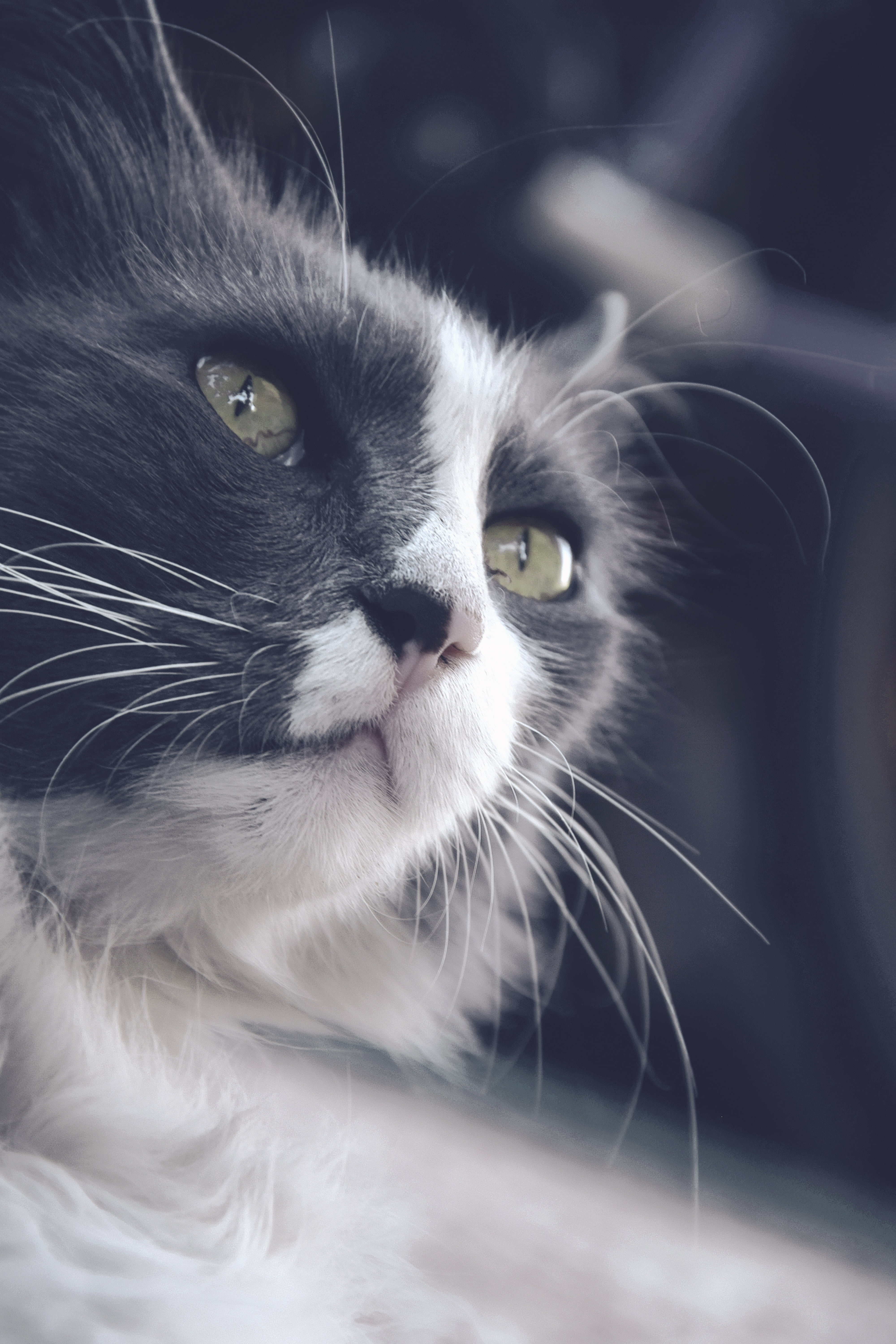 Close Up Photography Of Black And White Cat Hd Wallpaper - Gatos Blanco Con Gris Y Ojos Verdes , HD Wallpaper & Backgrounds
